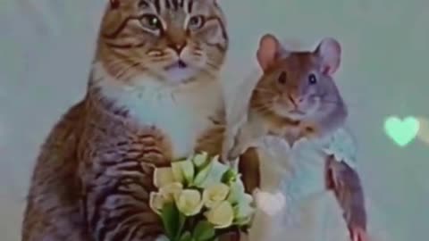 Best Couple Ever - Funny 😂😂😂 #fyp #funny #cat #love #couple #comedy #usa #rat