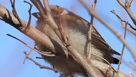 Meditations of The Sparrow bird on the prairie and its fun and beautiful singing