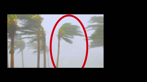 🌴 Diese Palme trotzt dem Wind! 🤯 Unerklärlicher Glitch in der Natur