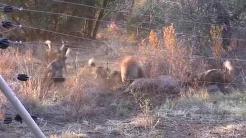 Attack wild Epic Battle Of Wild dogs vs Animals is not never | Lion , Buffalo , warthog , deer