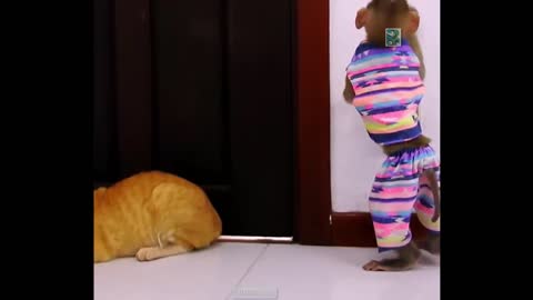 Monkey vs cat funny time