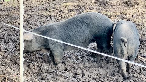 Funny cute piggs playing and eating a meal in the mud.