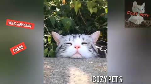 Top best of funny animals 🐕 funny pet clips!🐈💖20204