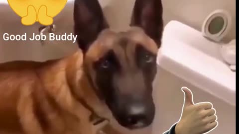 "Meet the World's Most Intelligent Dog!"