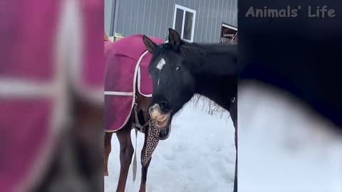 les animaux intelligents