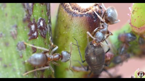 Ants vs Aphids