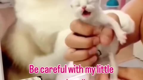 How dare you touch my little marshmallows. #cars #cats #kitten