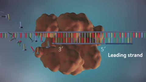 DNA replication - 3D