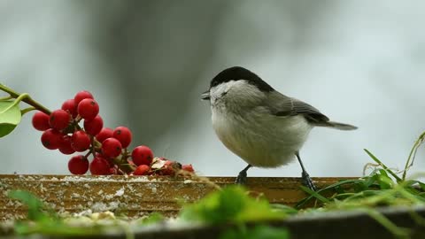 Small bird