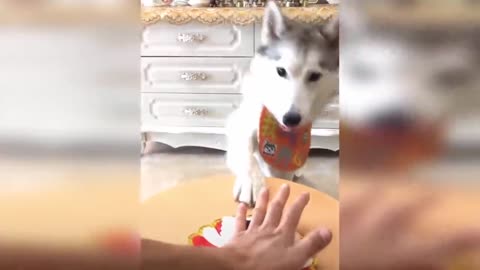 pets reaction to cutting pet like cake.