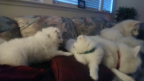 Samoyed Puppy Battle