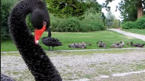 Black Swans on the Rise. We are different Quokka crazy. Securing West Flank!