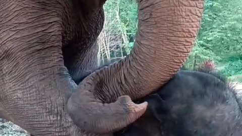 Baby elephant love mummy so much #babyelephants #wildlife #thailand