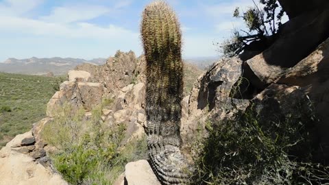 'The Sentinel Keeps Watch' - Compass Barrel Cactus