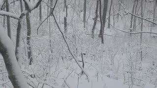 Just Walking in snowy woods