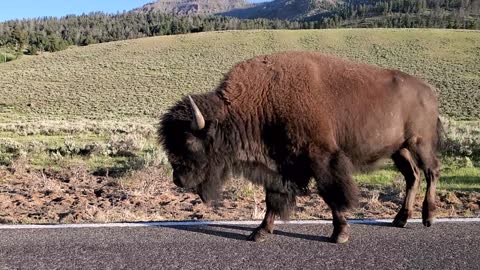 Lamar Valley Bison walking beside car