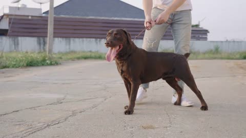 The dog performs the commanding of owner, white skin young male training dog