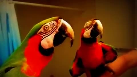 Funny Bird-Parrots