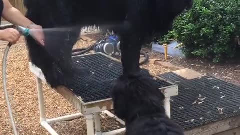 little brother can't get enough of bath time