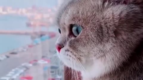 Cute cat