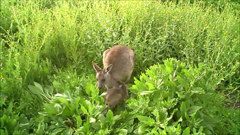 Baby Kangaroos-Dreezy39(1080p)