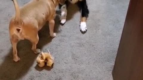 Doggy tug of war