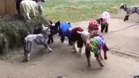 Festive Goat Gang