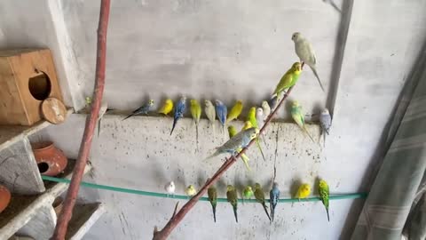 Budgies parrots breeding colony progress Pets vlogp11