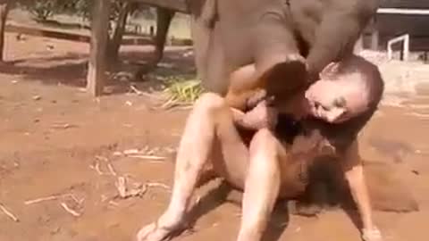 ELEPHANT tries HAVE SEX with WHITE woman