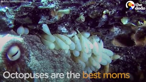 Octopuses Make The BEST Moms | The Dodo