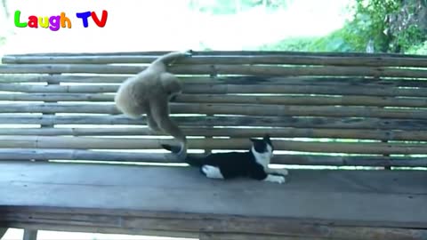 Funniest Monkey Annoying Cat Videos Compilation NEW HD