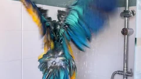 Parrot Sings in the Shower