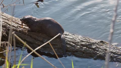 Otter Family Playing