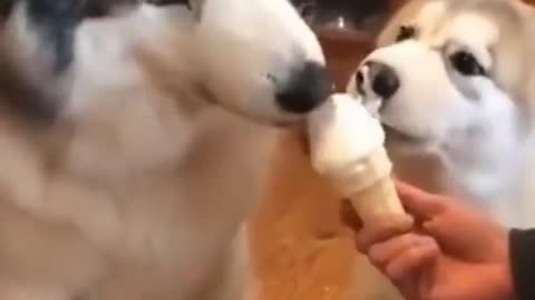 Adorable Husky Eating Ice Cream with Pup - Cute Funny Dog Videos #