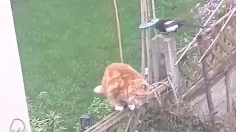 Cat VS Birds. Funny fight.