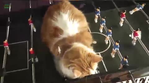 Funny Cats Sleeping in Weird Positions Compilation