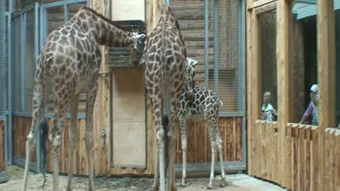 Giraffe family breakfast.