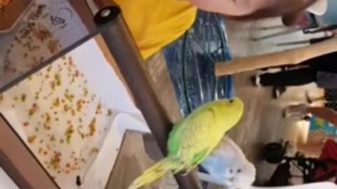 The child is feeding the parrot