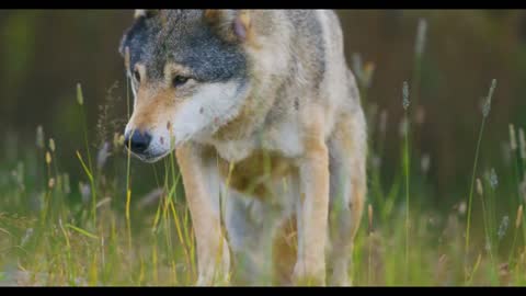 close up of a wild male wolf walking in the grass in the forest