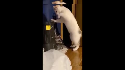 Funny animals - Funny cats _ dogs - Funny animal videos 2023 - Part 6_Haypyy Pett