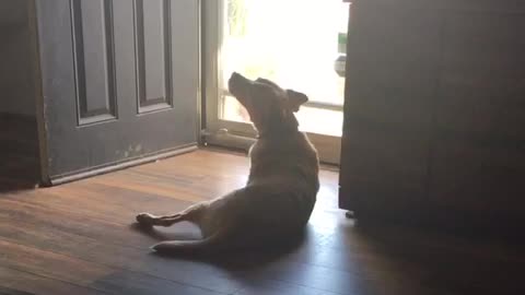 Labrador howls along to ice cream truck's tune