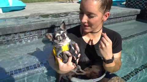 Teaching the Dogs on How To Swim