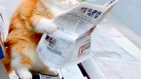 Curious Cat Caught 'Reading' the Newspaper! 🤩 😁