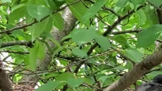 Baby crow waiting for mother crow in nest.