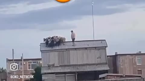 What is this flock of sheep doing on the roof? or maybe Learning to Fly 😮😲😁😂