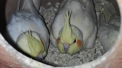 Cockatiel