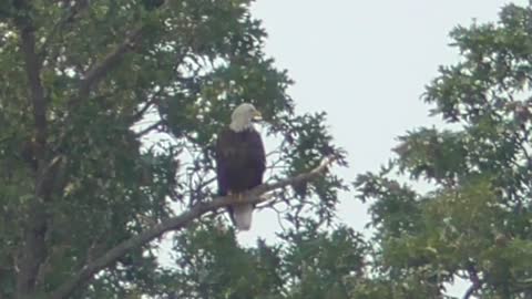 148 Toussaint Wildlife - Oak Harbor Ohio - Eagle On Display