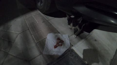 BRUNO MARS - Homeless cat in Ras Al Khaimah, UAE #cat #cats #BrunoMars #kitten #emirates #UAE #viral