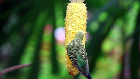 Bird eating corn - With very beautiful music