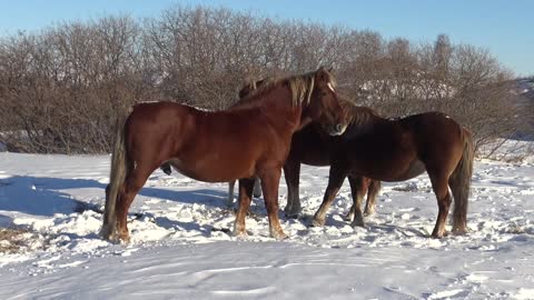 The stallion returned to his mares. Together in the spring, in the summer, in the winter.